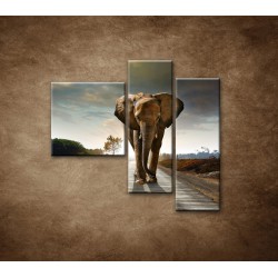 Obrazy na stenu - Slon - 3dielny 110x90cm