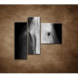 Obrazy na stenu - Biely kôň - 3dielny 110x90cm