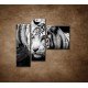 Obrazy na stenu - Sibírsky tiger - 3dielny 110x90cm