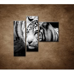 Obrazy na stenu - Sibírsky tiger - 3dielny 110x90cm