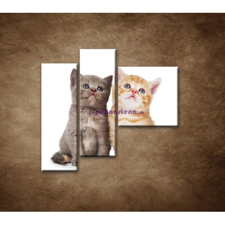 Obrazy na stenu - Dve mačiatka - 3dielny 110x90cm