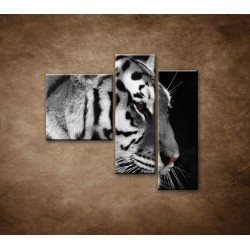 Obrazy na stenu - Tiger - detail - 3dielny 110x90cm