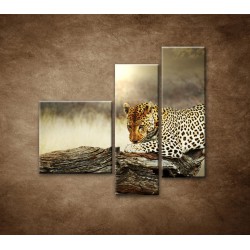 Obrazy na stenu - Odpočívajúci leopard - 3dielny 110x90cm