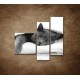 Obrazy na stenu - Odpočívajúca mačka - 3dielny 110x90cm