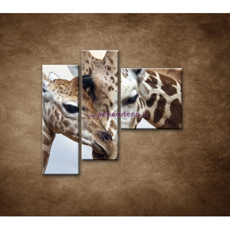 Obrazy na stenu - Žirafy - 3dielny 110x90cm