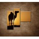 Obrazy na stenu - Ťava na Sahare - 3dielny 110x90cm