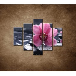 Obrazy na stenu - Ružová orchidea na kameni - 5dielny 100x80cm