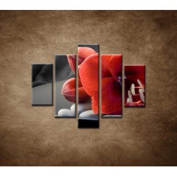 Obrazy na stenu - Červená amarylka - 5dielny 100x80cm