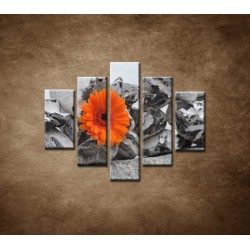 Obrazy na stenu - Oranžová gerbera a kamene - 5dielny 100x80cm