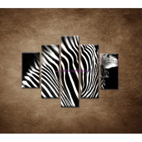 Obrazy na stenu - Zebra - 5dielny 100x80cm
