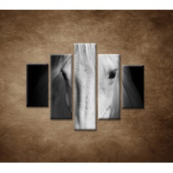 Obrazy na stenu - Biely kôň - 5dielny 100x80cm