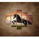 Obrazy na stenu - Čierny kôň - 5dielny 100x80cm