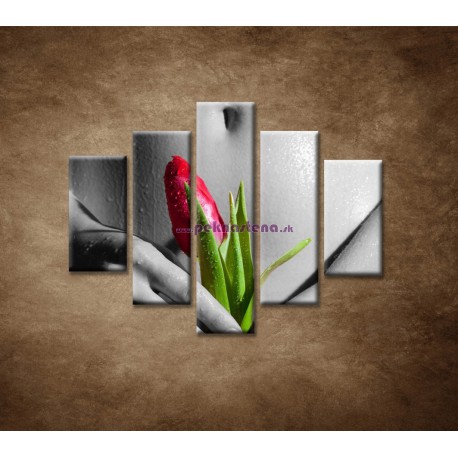 Obrazy na stenu - Mokré dievča s tulipánom - 5dielny 100x80cm