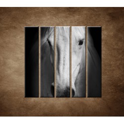 Obrazy na stenu - Biely kôň - 5dielny 100x100cm