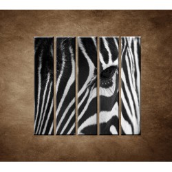 Obrazy na stenu - Zebra - oko - 5dielny 100x100cm