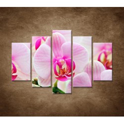 Obrazy na stenu - Ružová orchidea - 5dielny 150x100cm