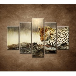 Obrazy na stenu - Odpočívajúci leopard - 5dielny 150x100cm