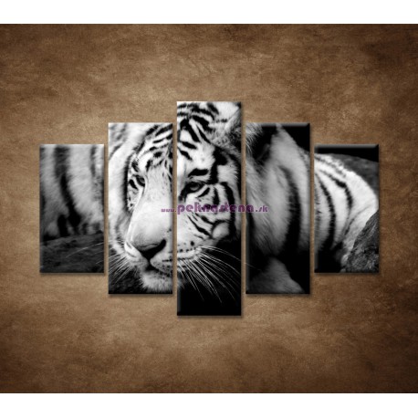 Obrazy na stenu - Sibírsky tiger - 5dielny 150x100cm