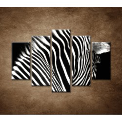 Obrazy na stenu - Zebra - 5dielny 150x100cm