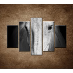 Obrazy na stenu - Biely kôň - 5dielny 150x100cm