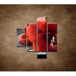 Obrazy na stenu - Červená amarylka - 4dielny 80x90cm