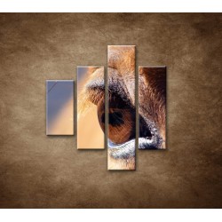 Obrazy na stenu - Koňské oko - detail - 4dielny 80x90cm
