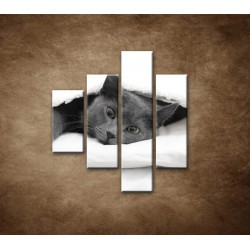 Obrazy na stenu - Odpočívajúca mačka - 4dielny 80x90cm