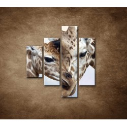 Obrazy na stenu - Žirafy - 4dielny 80x90cm