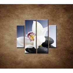 Obrazy na stenu - Biela orchidea na čiernom kameni - 4dielny 100x90cm