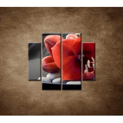 Obrazy na stenu - Červená amarylka - 4dielny 100x90cm