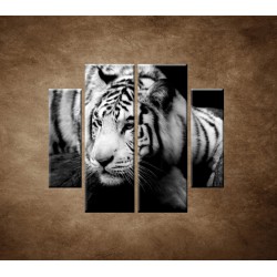 Obrazy na stenu - Sibírsky tiger - 4dielny 100x90cm