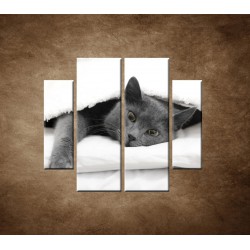 Obrazy na stenu - Odpočívajúca mačka - 4dielny 100x90cm