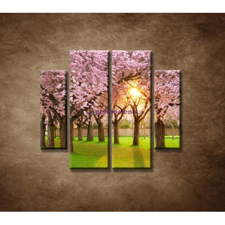 Obrazy na stenu - Kvitnúce čerešne - 4dielny 100x90cm