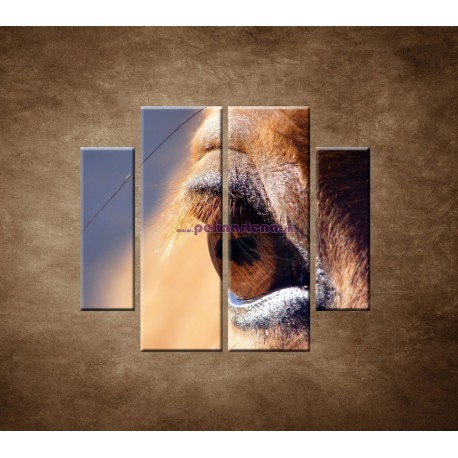 Obrazy na stenu - Koňské oko - detail - 4dielny 100x90cm