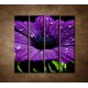 Obrazy na stenu - Fialový kvet - 4dielny 120x120cm