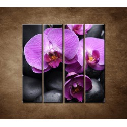 Obrazy na stenu - Ružové orchidey - 4dielny 120x120cm