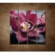 Obrazy na stenu - Orchidea na kameni - 4dielny 120x120cm