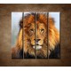 Obrazy na stenu - Leví kráľ - 4dielny 120x120cm