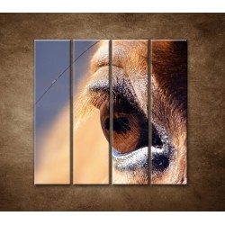 Obrazy na stenu - Koňské oko - detail - 4dielny 120x120cm
