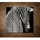 Obrazy na stenu - Zebra - 4dielny 120x120cm