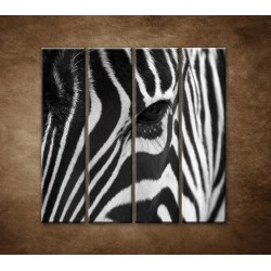 Obrazy na stenu - Zebra - oko - 4dielny 120x120cm