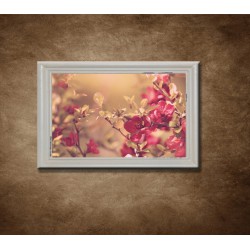 Obrazy na stenu - Vintage červené kvety - bledý rám