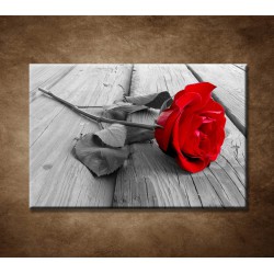 Obraz na stenu - Červená ruža