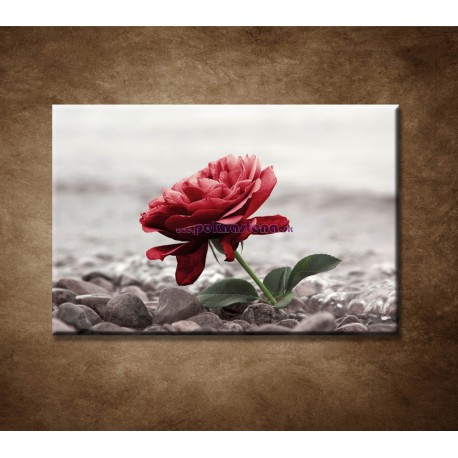 Obrazy na stenu - Červená ruža na kameňoch
