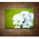Obrazy na stenu - Biele chryzantémy