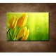 Obrazy na stenu - Žlté tulipány
