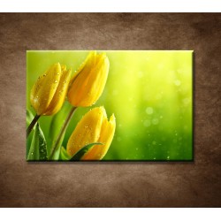 Obrazy na stenu - Žlté tulipány