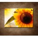 Obrazy na stenu - Letná slnečnica