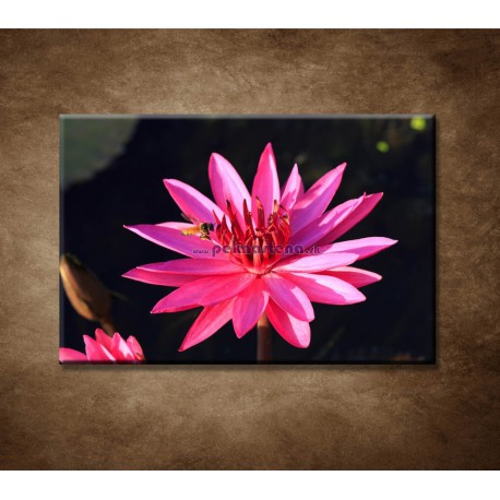 Obrazy na stenu - Ružové lekno