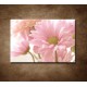 Obrazy na stenu - Ružová gerbera